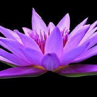 紫色的迹象是什么?