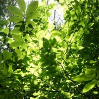 “刀口豆腐”的三个十二生肖经常在生气时哭泣,但仍然被丈夫宠坏了。