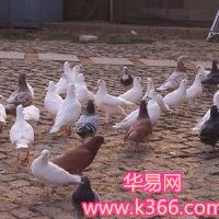 许多鸽子的梦想