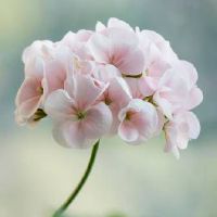 十二星座中双鱼座最适合和哪些星座结婚