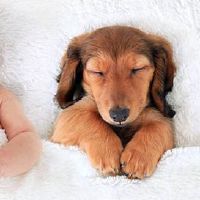 王姓女孩缺木取名大全