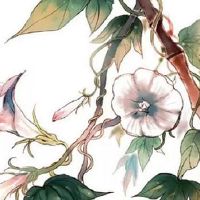 2022年8月11日出生女孩生辰八字性格详解 工作顺利 有福有运