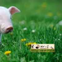 1995年属猪27岁之后一生命运