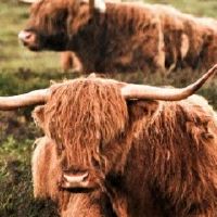 73年属牛2022年有三喜