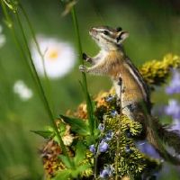 属马生一个鼠宝宝好么