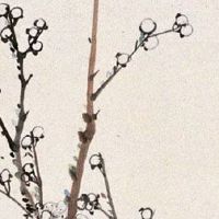 天相夫妻宫是不是嫁离异男 夫妻宫详细内容介绍