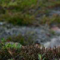 属相女兔2022年运势及运程