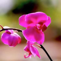 Xiong Shenjin 12十二生肖,2022年5月15日,Ji Shi Jiyi提到