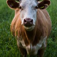 46岁属牛的人会遇上哪些坎