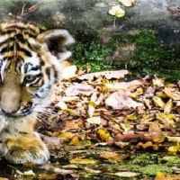 1986年属虎35岁后享福吗