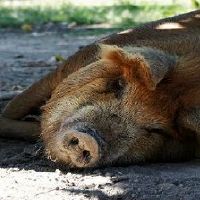 95年属猪跟哪些属相配