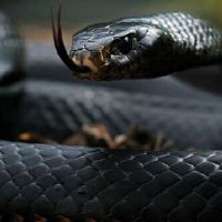 65年属蛇男命苦一生劫难有什么