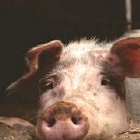 72年属猪51岁有一灾是真是假