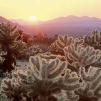 属相属兔人2022年全年度运势