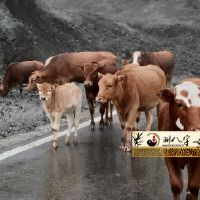 属牛35岁大劫是什么