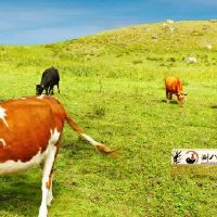 73年属牛的大劫年是哪两年