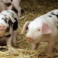 95年属猪的27岁大灾大难