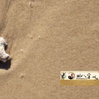 女人梦见满地的大便的预兆吉利吗