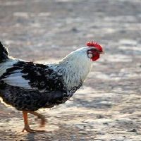 属鸡哪日出生是上等之命