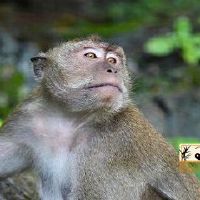 1980年属猴2022年运势如何