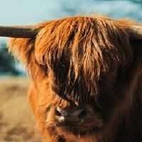 97年的牛过了25岁会越来越好吗