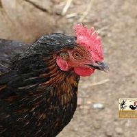 81属鸡2022年每月运势详细说明