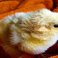 2005年属鸡2022年学业怎样