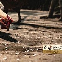 1969年属鸡2022年每月运势详尽分析