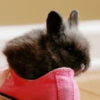 属相兔44岁命苦有一灾