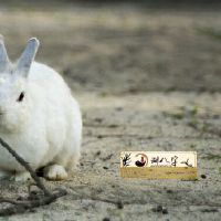 十兔九苦是真是假