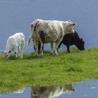 1985属牛36岁本命年劫难怎样化解