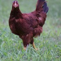 1993年属鸡命里缺什么