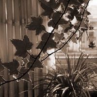 盆栽植物怎样恰当放置,才可以提高阳宅风水气质?