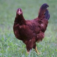 93属鸡的注定婚姻