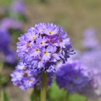 三生代的十二生肖,闷闷不乐,对你有好处,但从不说爱