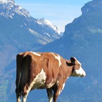 属牛的生辰八字缺什么