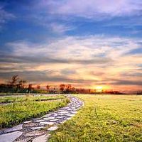 院子里种树的种类怎么选择旺财又吉祥