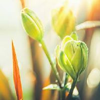 财位位置物品的放置 不宜摆放的植物