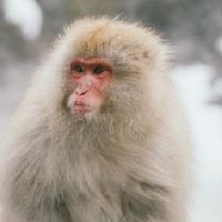 合适属猴人长期性佩戴的吉祥物