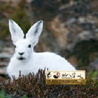 1975年属兔2022年每月运势详尽分析