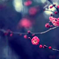 库存在6月,桃花花的四个主要明星是最繁荣的。