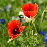 主卧室带阳台这样的家居风水好不好 采光优越纳气旺盛