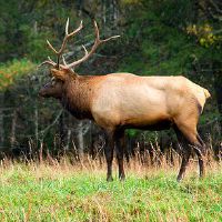 大门口种树有什么讲究 桂树灵芝吉祥如意
