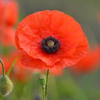 搬家的仪式讲究 搬家前要准备些什么