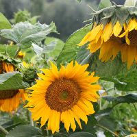 主卧带阳台在风水上要注意什么对主人更有利