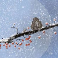 数字能量学吉凶象征 独特大吉的手机靓号数组