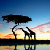 太阳巨蟹月亮双子性格特点 优缺点解析