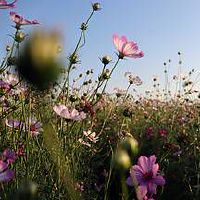 金牛座的性格特点分析 脚踏实地善于财务管理