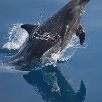 太阳狮子月亮双子行事作风性格特点