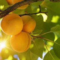 月亮星座天蝎座男生的特质 月亮星座天蝎座男生会有哪些表现